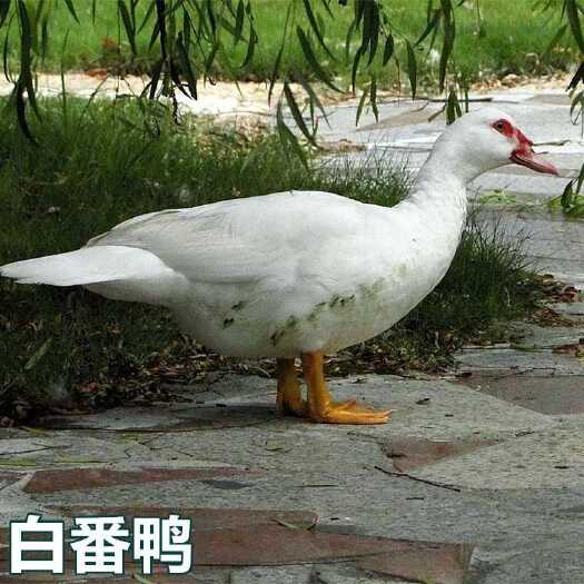 南宁 大种白番鸭苗，麻鸭青头鸭大白鸭黑番鸭半番鸭苗