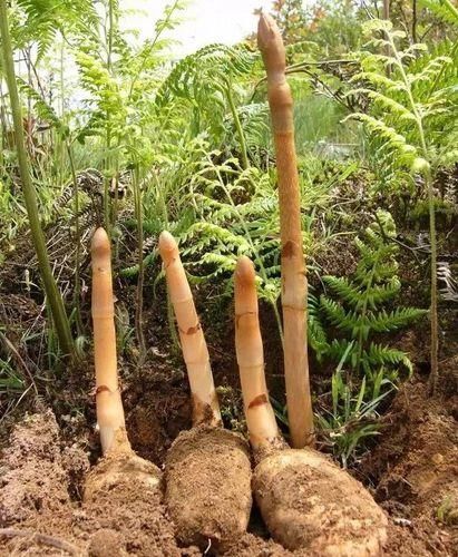 大关县小草坝天麻