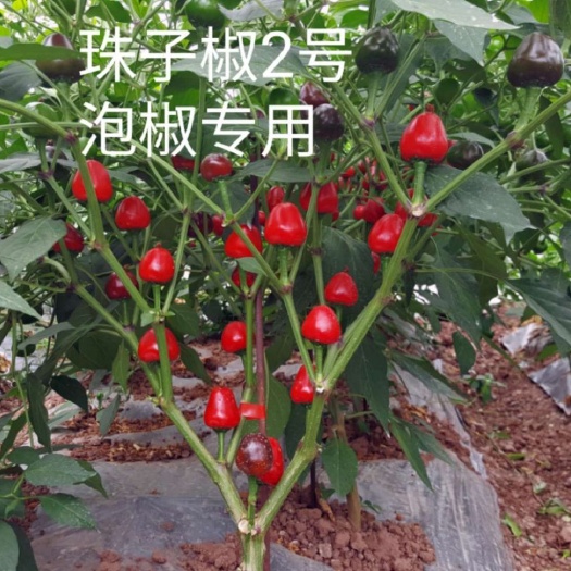 富顺县草莓椒种子 专用于腌渍的珠子椒：珠子椒二号