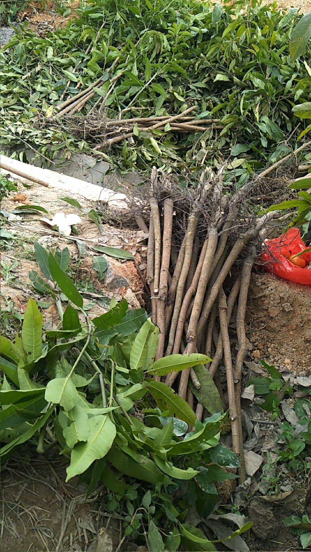 芒果直生苗（实生苗） 芒果实生苗