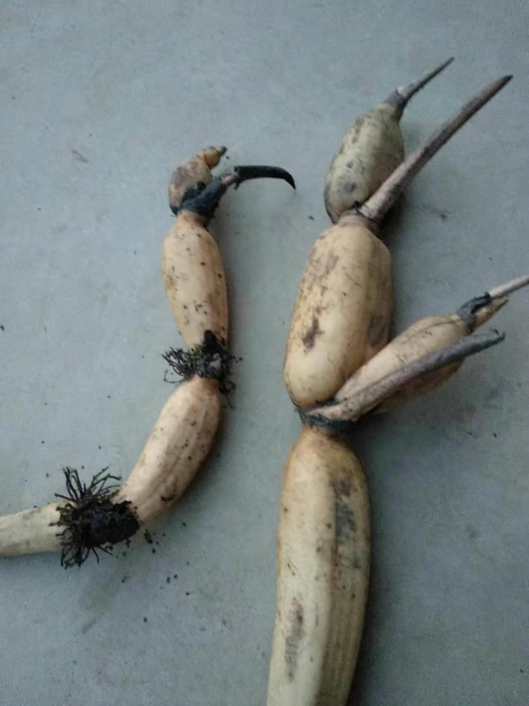 白莲藕苗莲藕苗深浅水生植物食用蔬菜池塘稻田种植粉脆藕莲花种根苗