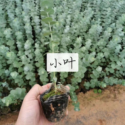 昆明桉树  尤加利苗 蓝宝贝 苹果叶，大叶小叶