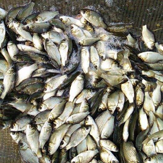 重庆市 大量出售各类鱼苗 成品鱼