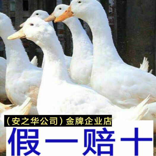 南宁桂柳鸭苗  桂柳白鸭苗，承诺:假一赔十