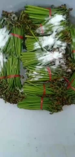 安顺 大量的蕨菜上市了，希要的老板请联系我朱勇