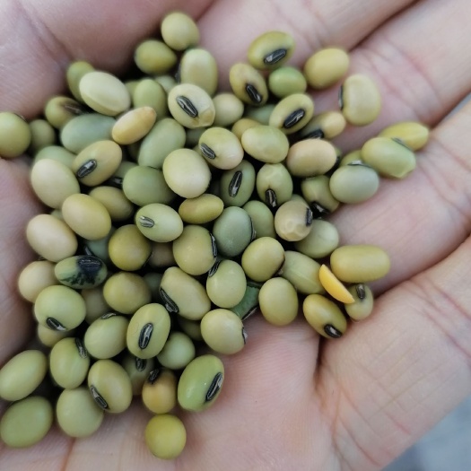赤峰青大豆  青黄豆 青皮豆
