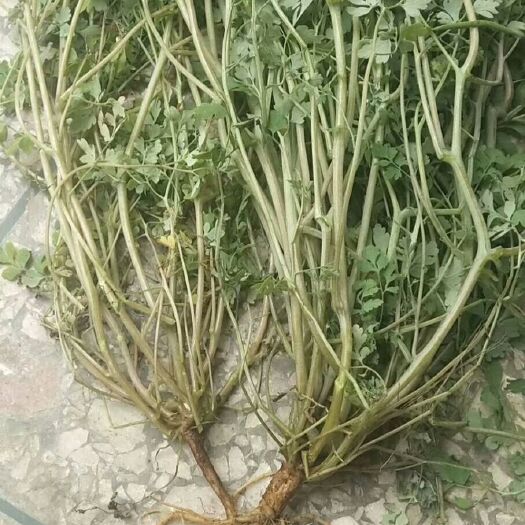 岩黄连