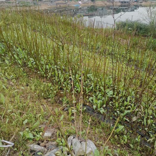 罗城县吴茱萸苗 中花，吴茱萸大甩卖，想种植来电订