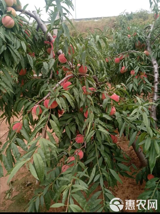 沂蒙霜红桃树苗  沂蒙霜红优质桃苗，自家苗木嫁接种植，基地直发