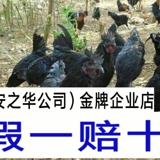 南宁乌骨鸡苗  ，承诺:假一赔十