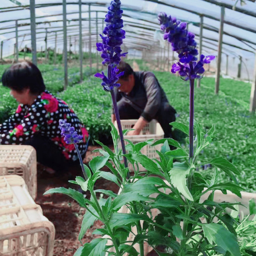 青州市 草花 鼠尾草基地现货 鼠尾草花海造型设计 紫鼠尾草量大从优