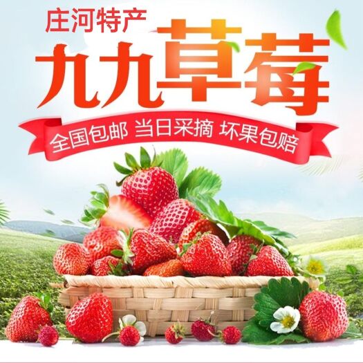 庄河市 草莓🍓 之乡光明山绿色9⃣ 9⃣ 草莓🍓自家种植！