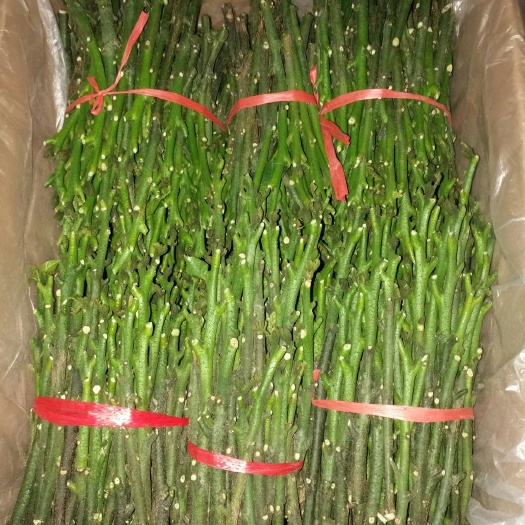 廉江市贵妃黄皮果苗 贵妃(金蛋)黄皮果嫁接枝条
原产地:廉江市河唇镇风梢村