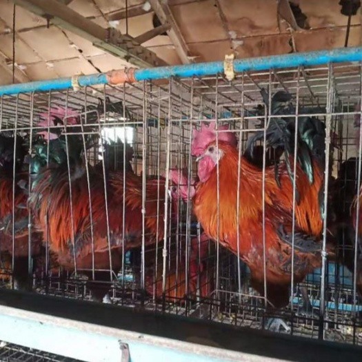 昆明云南武定高脚土鸡苗，毛色好，鸡苗抗病能力强品种纯正。包路损