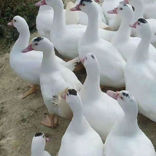 南宁肉鸭苗  一点黑M18