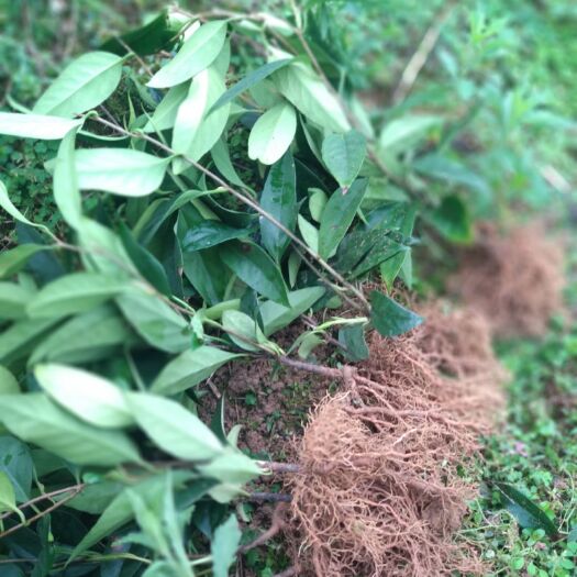 龙胜县粉红一号 布福娜（黑老虎）果苗