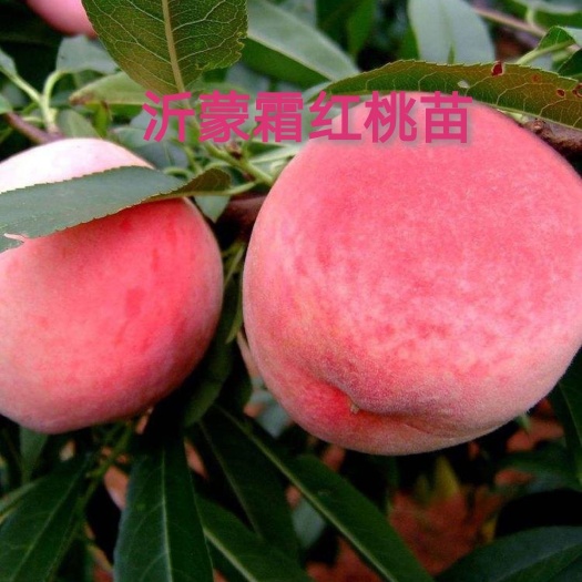 平邑县沂蒙霜红桃树苗，大果型，抗旱肉质细脆品质上乘