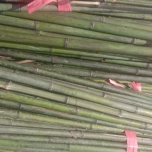  竹子，山药架，火龙果架，菜架竹
