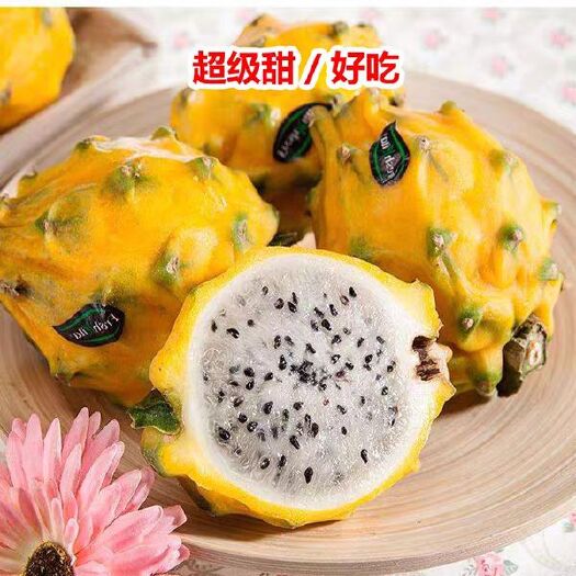 灵山县燕窝火龙果苗 燕窝火龙果，带根发货，
