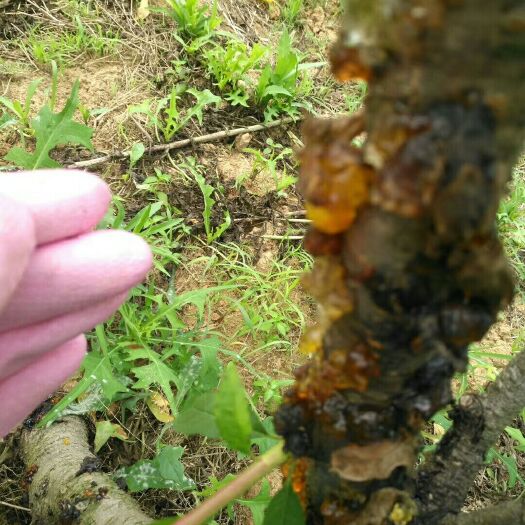 句容市 果园自然分泌性桃胶，绿色无污染，大小规格都有