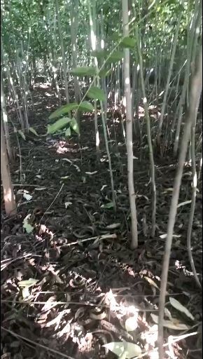 泰安 香椿树苗，红油香椿苗，泰安香椿苗，