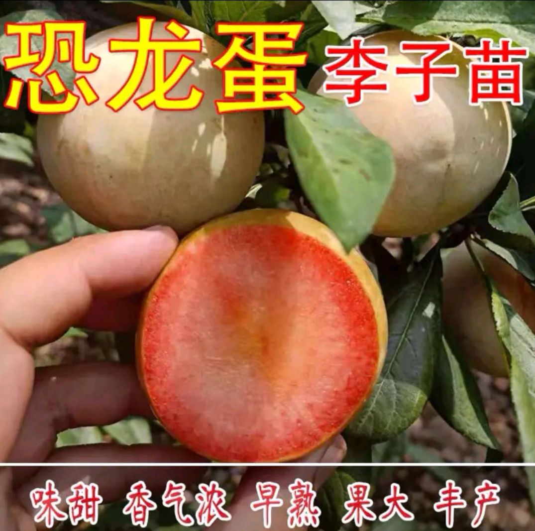 恐龙蛋李子苗  优质李子苗，基地直发，品种齐全，量大优惠