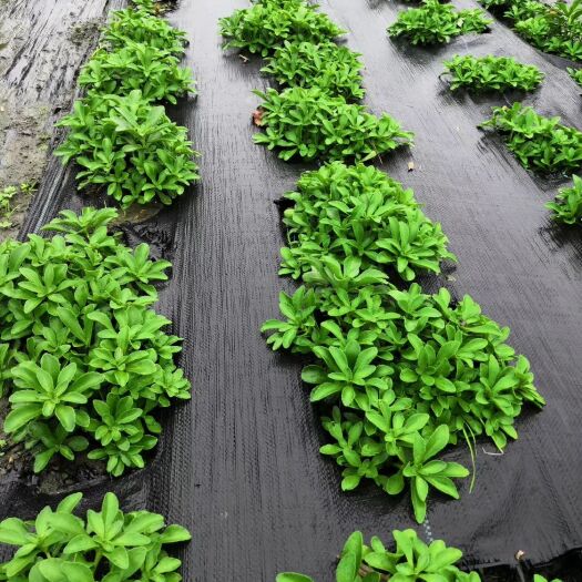 德州 果园防草布防爆除草布园艺地布