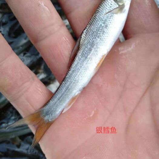 重庆市银鳕鱼苗  鱼苗优质鳕鱼苗 提供养殖技术 包运输下塘 货到付款