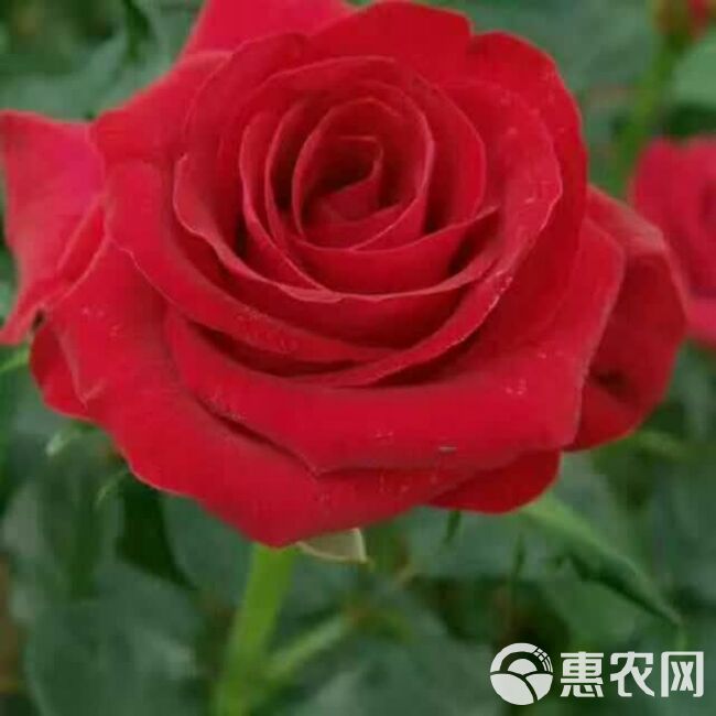 四季玫瑰苗 月季花苗 鲜切花种苗 庭院花卉种苗 绿化工程苗