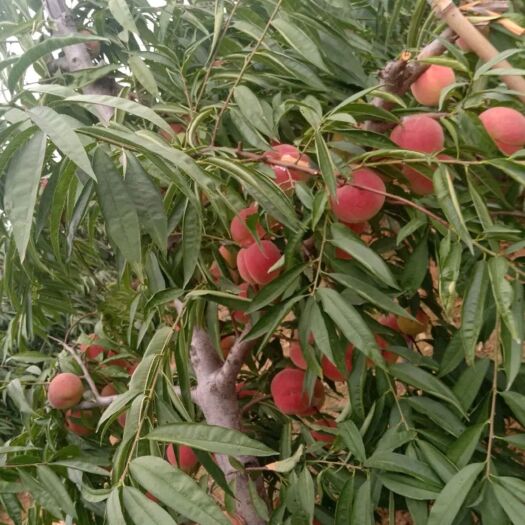 平邑县沂蒙霜红桃树苗  沂蒙霜红优质桃苗，自家苗木嫁接种植，基地直发