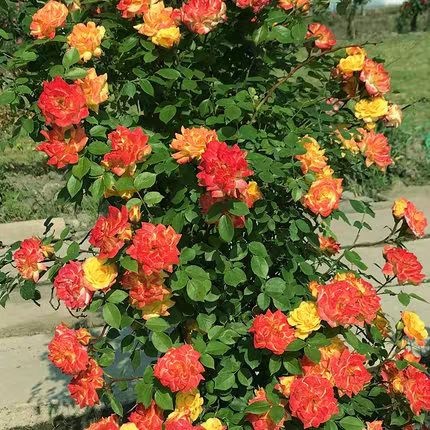 平邑县 四季蔷薇，爬墙庭院，抗寒耐热芬芳馥郁，包开花