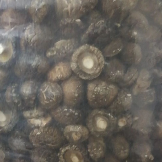 郑州西峡香菇