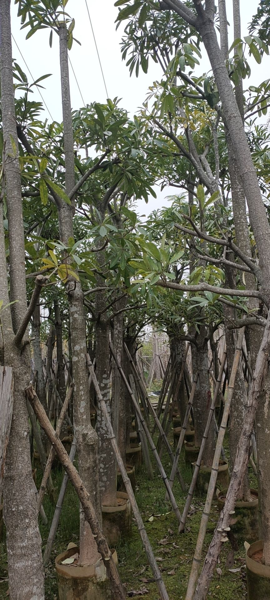  盆架子《灯台树》