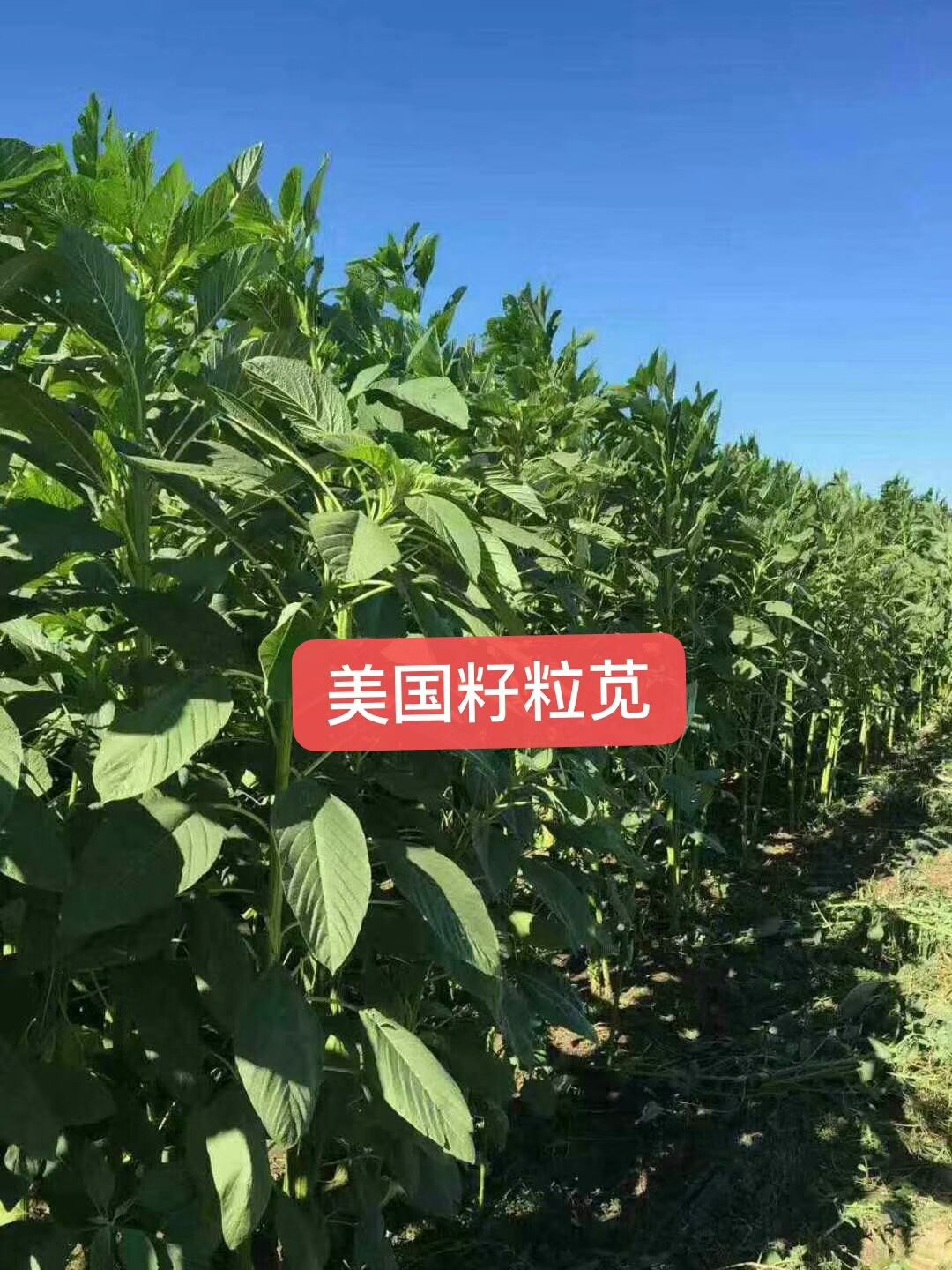 郓城县美国籽粒苋种子千穗谷籽粒苋种子