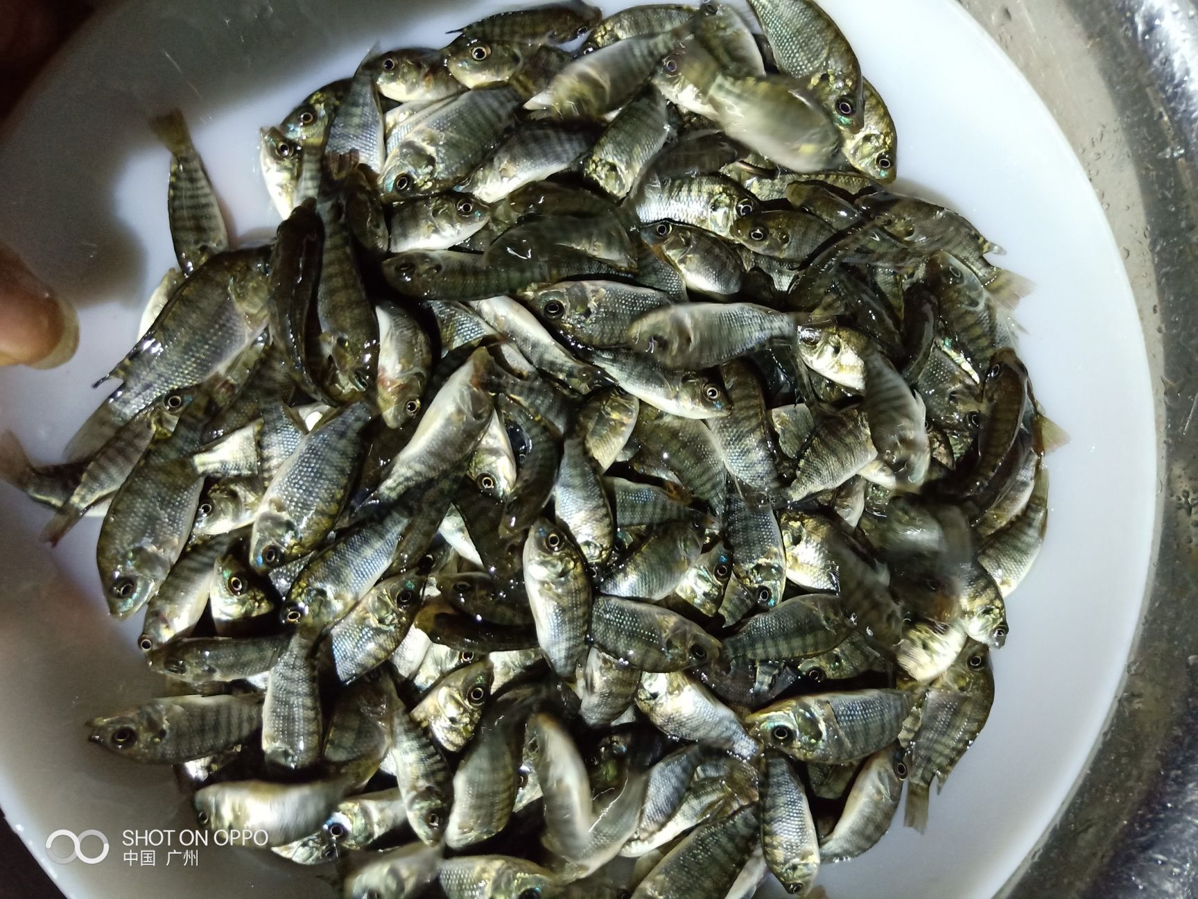 罗非鱼苗 海南一号.新吉奥罗非苗.罗非苗吉富罗非苗