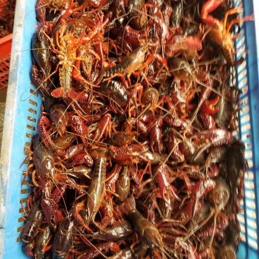 监利市 基地直供虾苗，成品虾。塘口一手货源，沒有中间商
