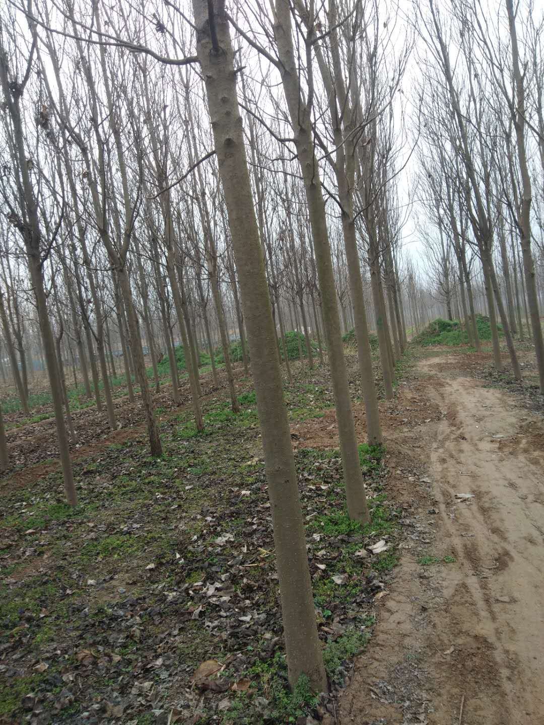 普通楸树 秋树  梓树大量供应