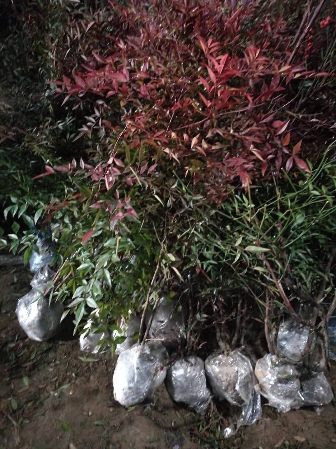 紅葉南天竹盆栽 南天竹庭院植物綠化苗木室內綠植盆景盆栽紅天竹果觀