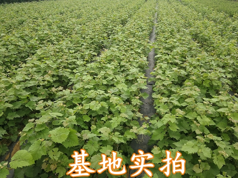  红旗特早熟葡萄苗适合南北方种植嫁接苗质量保证品质优良保湿发货