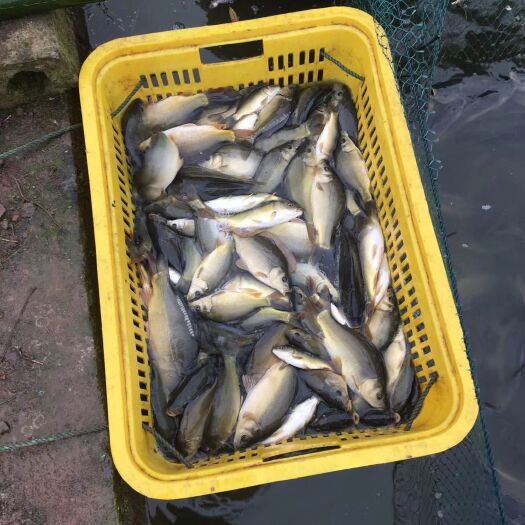 凯里市鲤鱼苗 裸鲤苗 皮毛好 专车运输