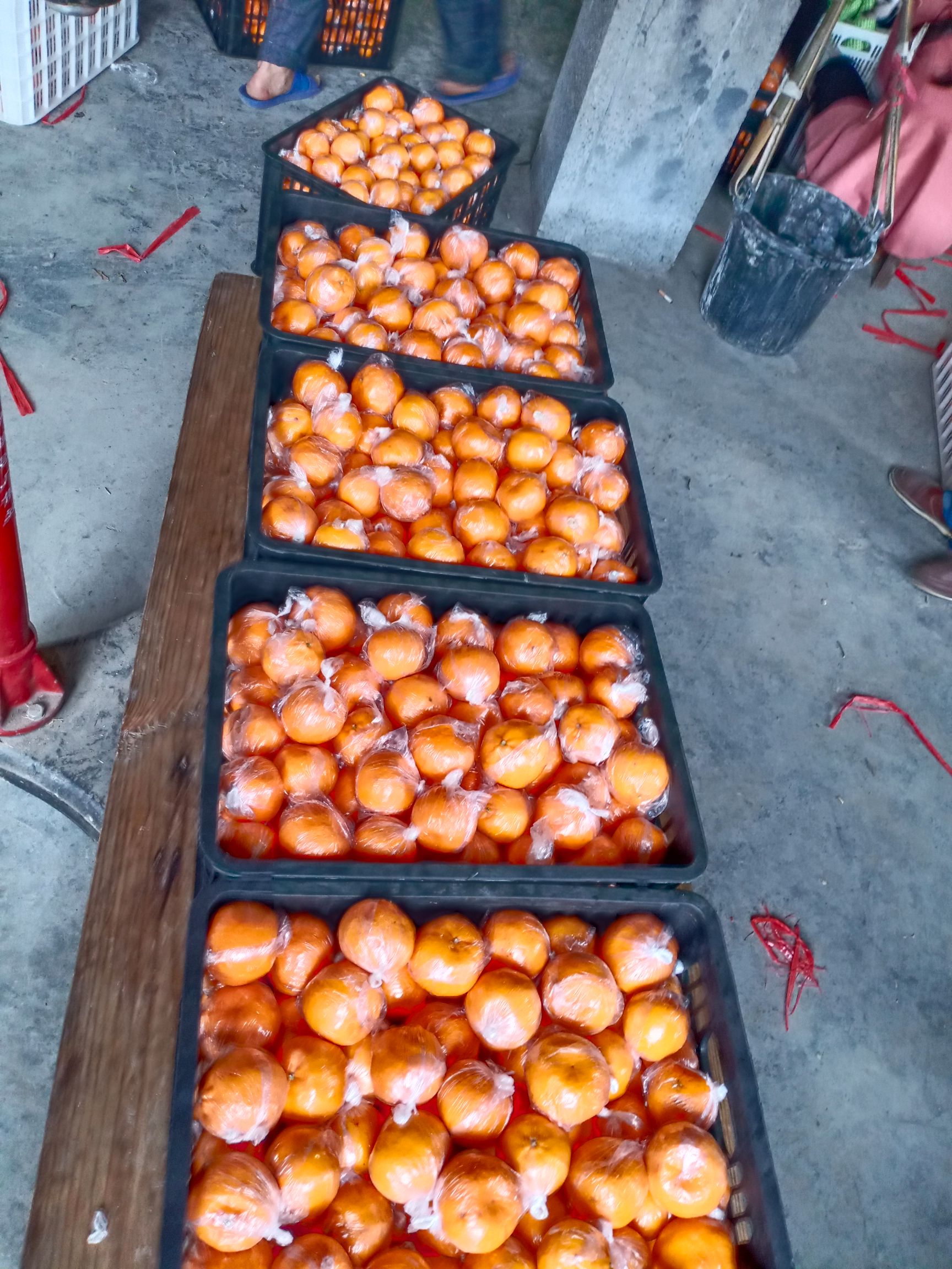 椪柑  碰柑，湘西富硒优质碰柑