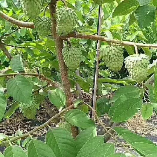 普宁市释迦果苗 嫁接苗
