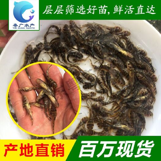 黄颡鱼苗 单性黄骨鱼苗淡水养殖活体鱼苗批发