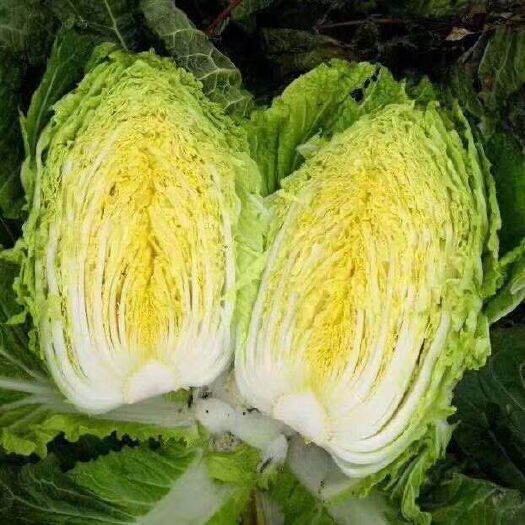兰陵县 黄心精品大白菜，产地直发，质量保证