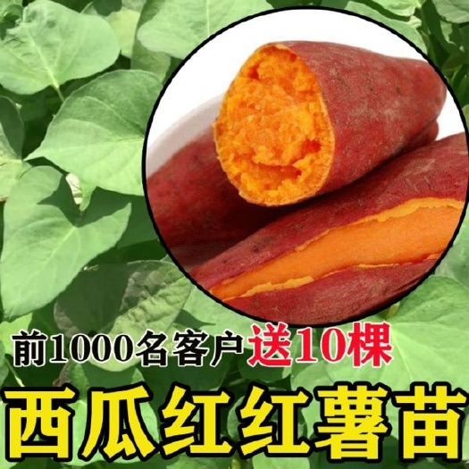 咸阳秦薯5号红薯苗 陕西杨凌脱毒红薯苗繁殖销售基地！