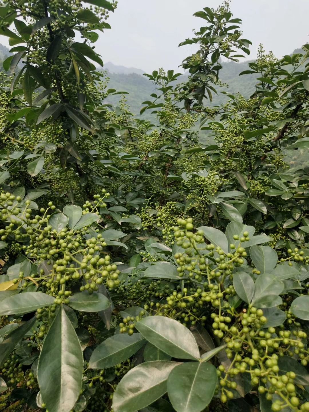 重庆江津九叶青花椒苗大红袍花椒苗基地直发保湿发货南北方种植