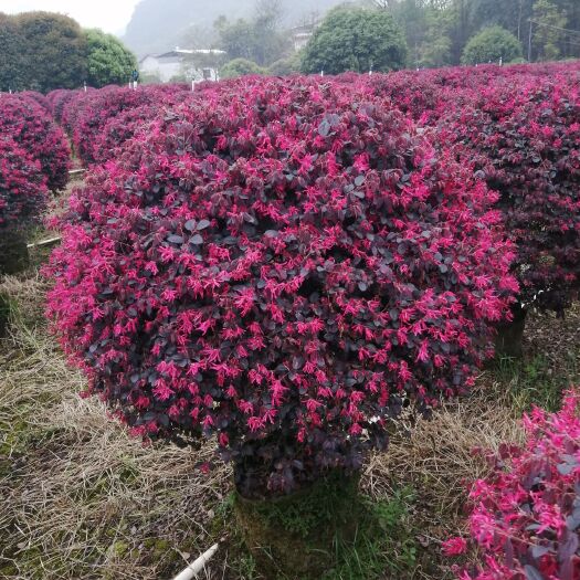 灵川县双面红 红继木球70-1.2米直径球