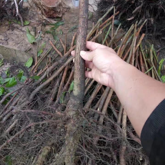 灵山县芒果直生苗（实生苗）  广西芒果树苗 实生苗 直生苗