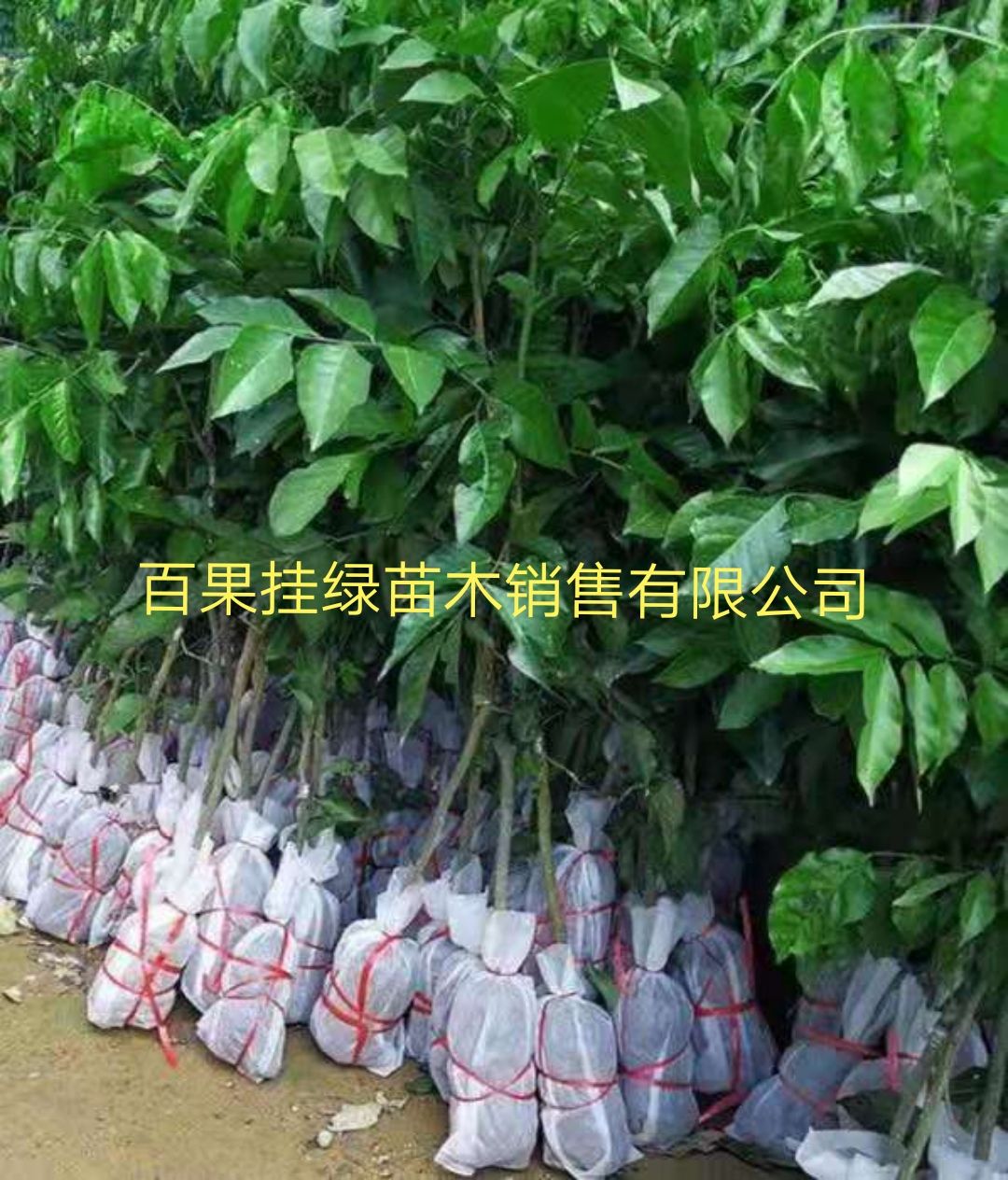黑黄皮果苗  供应无核黄皮 黑黄皮鸡心黄皮 冰糖黄皮苗基地直发
