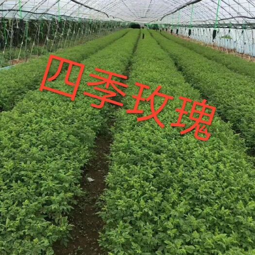 开原市批发 四季玫瑰 多季刺玫扦插小苗 耐寒花灌木 实地看苗订购